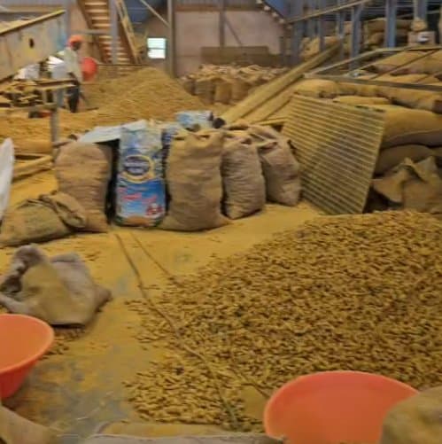 Turmeric stock in jute sacks at the godown