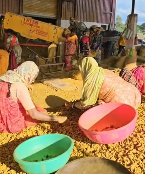 Workers hand-sorting turmeric at the processing yard