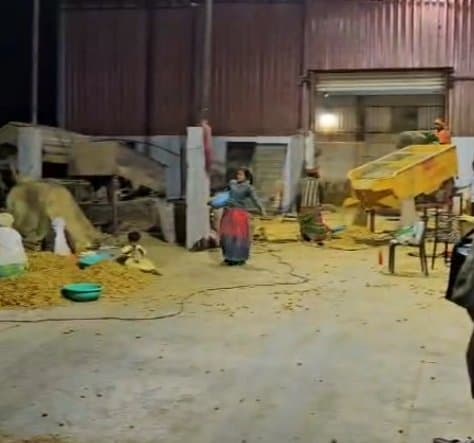 Turmeric processing yard operating after dark