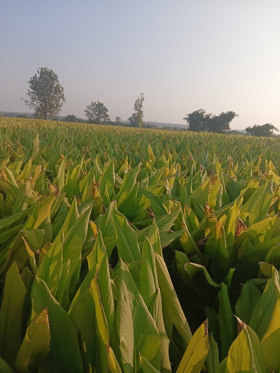 Turmeric crop growing in the field