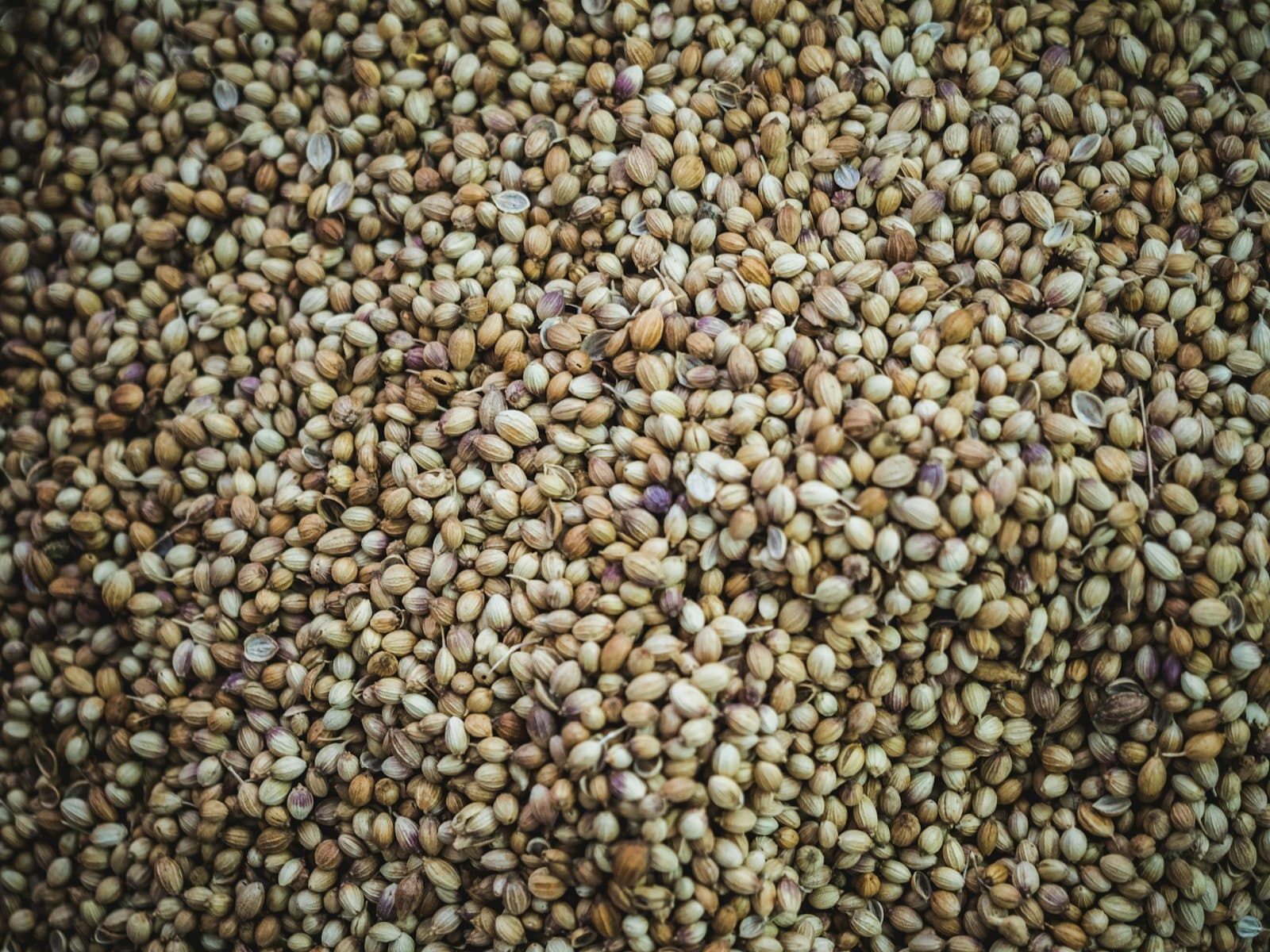 Dhaniya (Coriander Seeds)