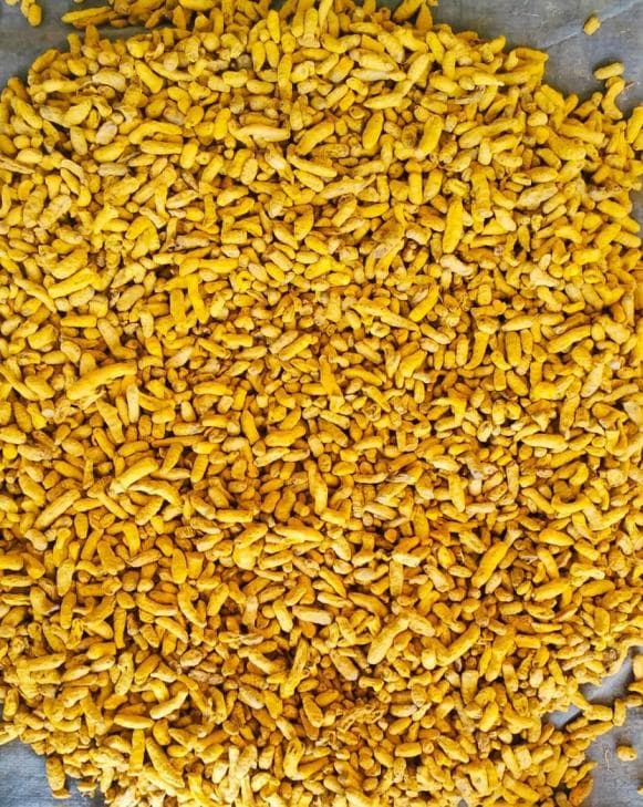 Golden turmeric harvest